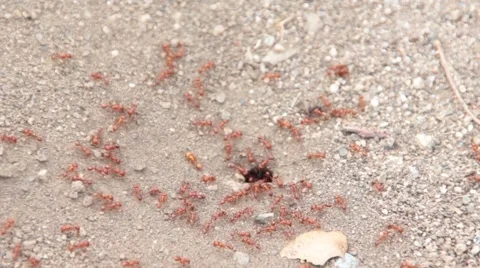 An Army of Red Ants (1) Stock Footage 46603378