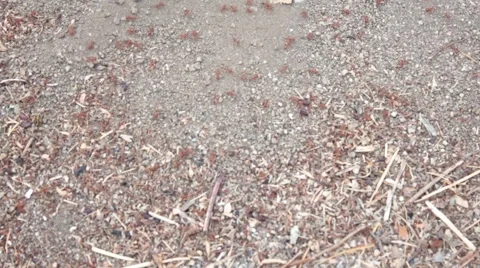 An Army Of Red Ants (2) Stock Footage 46603371
