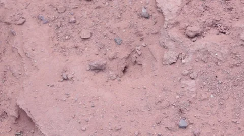 An Army of Red Harvester Ants Stock Footage 46603726