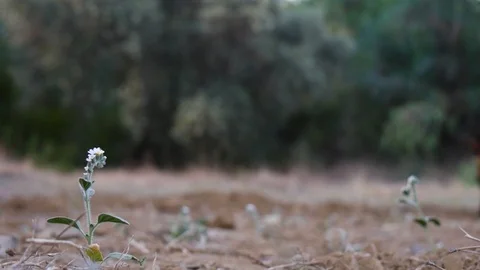 An army search dog sniffs out and finds something in the woods Stock Footage 98050782