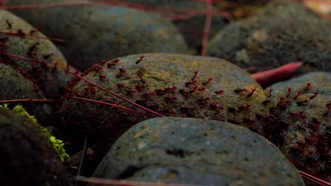 Army of small animal moving through the rock Video stock 197050157