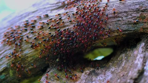 Army of small animals Video stock 197050155