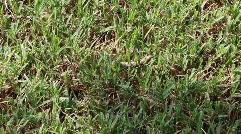Army Worm on Lawn Stock Footage 41887385