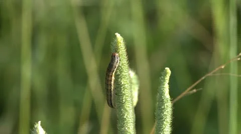 Army worm.MP4 Stock-Footage 11207481