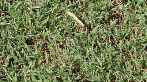 Army Worms Invade Lawn Stock Footage 41887361