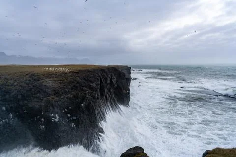 Arnarstapi Birds Stock Photos