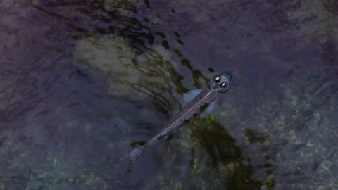 Arnhem26 3Close up of mudskipper moving in shallow water Stock Footage 345255354