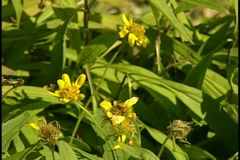 Arnica Blooms 库存影片 11712065