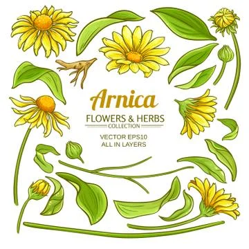 Arnica elements vector set Illustrazione stock
