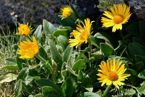 Arnica Stock Photos