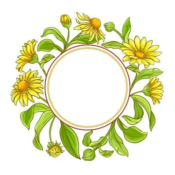 Arnica vector frame Stock Illustration
