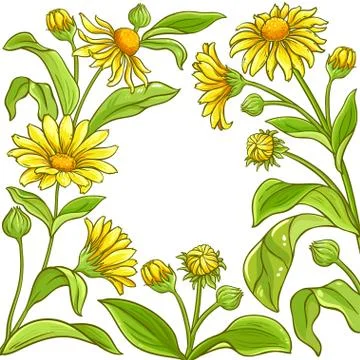 Arnica vector frame Illustrazione stock