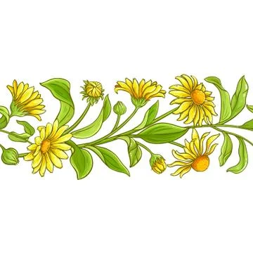 Arnica vector pattern Stock Illustration