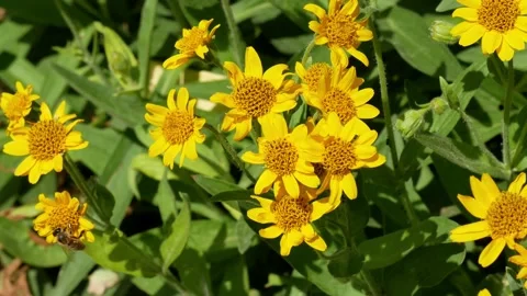 Arnica1 Stock Footage 131100329