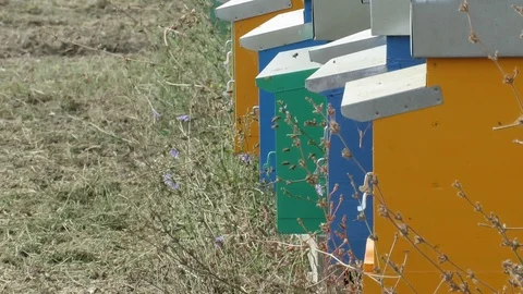 Arnie bee Stock Footage 96340920