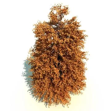 ARNOLD (COLUMNAR TULIP TREE) 3D Model
