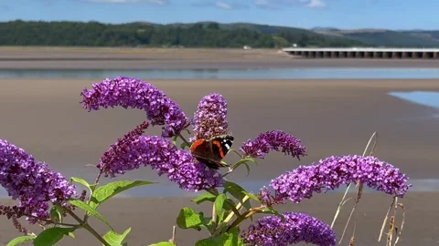 Arnside, UK 2026 July, 20:  Beach, Butterflies and Purple Buddleia 4k video Stock Footage 340129049