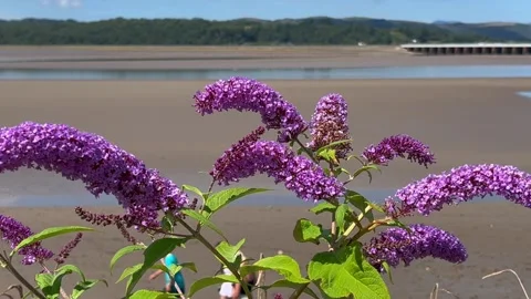 Arnside, UK 2026 July, 20:  Beach, Butterflies and Buddleia 4k video Stock Footage 340129051