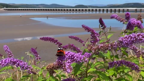 Arnside, UK 2026 July, 20:  Beach, Butterflies and Buddleia 4k video Stock Footage 340129053