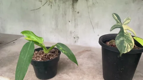 Aroid Plants Stock Footage 229412470