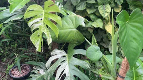 Aroid Plants Stock Footage 229412537