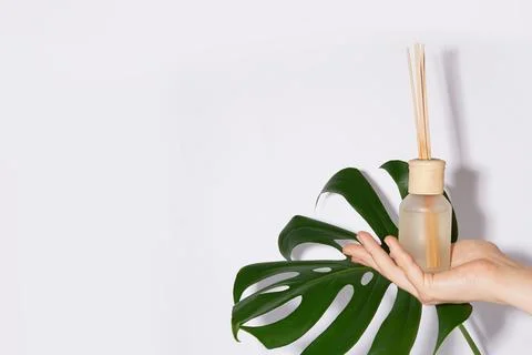 Aroma diffuser bottle in female hand and monstera leaf on white background. C 스톡 사진