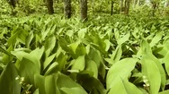 The Aroma Of Forest Lilies Of The Valley And The Beauty Of Nature Stock Footage