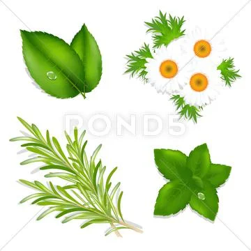 Aroma herbs Stock Illustration