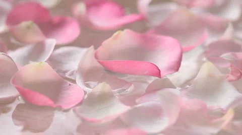 Aromatherapy Stock Footage 1054044