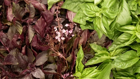 Aromatic basil. Basil flowers and leaves. Stock Footage 138343578