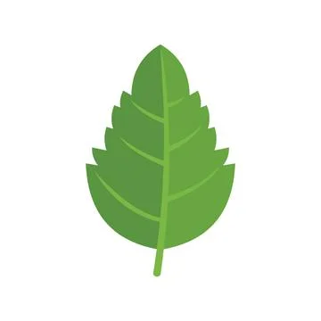Aromatic basil leaf icon flat vector. Herb spice Stock Illustration