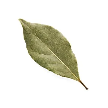 Aromatic bay leaf isolated on a white background Foto stock