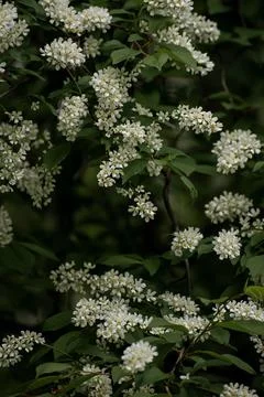 Aromatic bird cherry. Spring. Blooming tree Foto stock