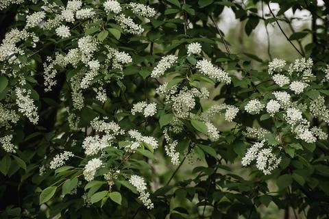 Aromatic bird cherry. Spring. Blooming tree Stock Photos
