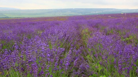 Aromatic blooming lavender Stock Footage 80048153