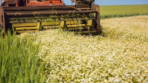 Aromatic chamomile collects a tractor Stock Footage 92097715