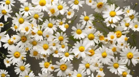 Aromatic Chamomile Herbs Horizontal Background. Stock Illustration