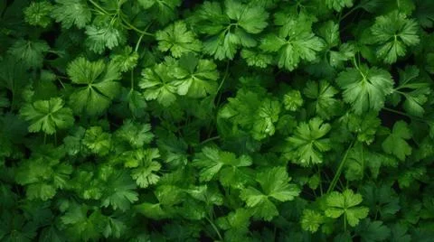 Aromatic Chervil Herbs Horizontal Background. Stock Illustration