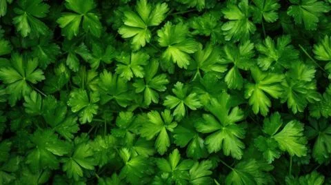 Aromatic Chervil Herbs Horizontal Background. Stock Photos