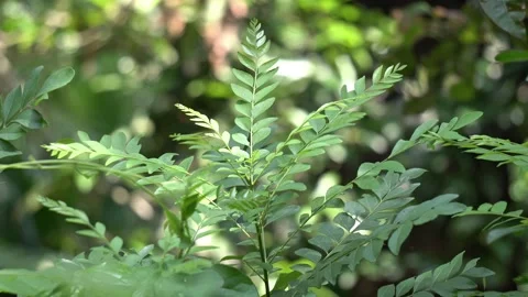 Aromatic Curry Leaf Bush Murraya Koenigii with Blurry Nature Background. Stock Footage 337850452