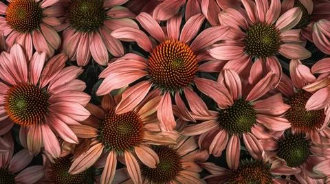 Aromatic Echinacea Herbs Horizontal Background. Stock Illustration