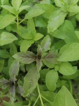 Aromatic Essence; Close-Up of a Basil Bunch Stock Photos