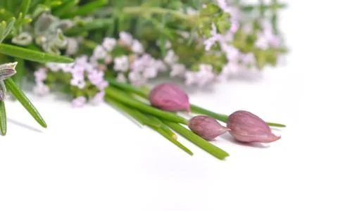 Aromatic flowering plants Stock Photos
