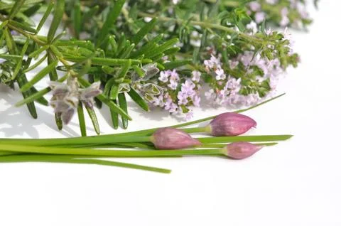 Aromatic flowering plants Stock Photos