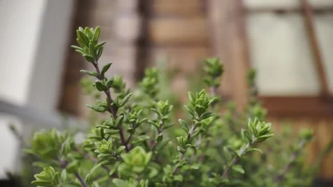 Aromatic fresh thyme plant growing in a pot on a balcony Stock Footage 334565142