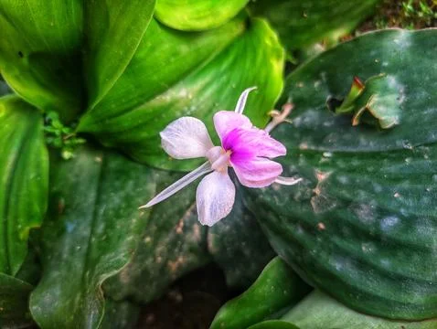 Aromatic ginger flower Stock Photos