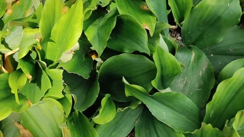 Aromatic ginger Stock-Footage 308209727