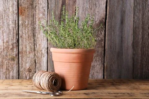 Aromatic green potted thyme, spool of thread and scissors on wooden table Stock Photos
