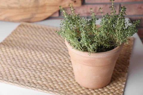 Aromatic green potted thyme on table, space for text Stock Photos