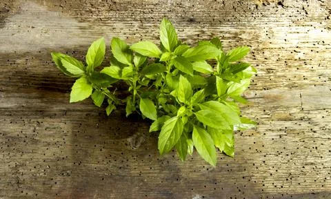 Aromatic herb, kitchen spice, a basil plant on wooden background Stock Photos